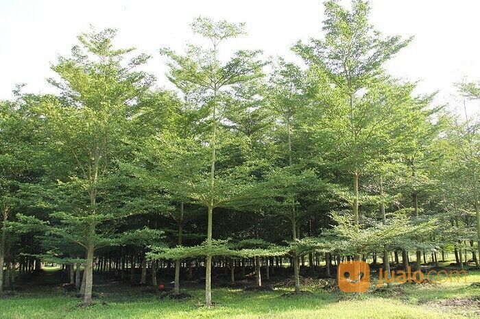 Pohon Ketapang Kabupaten Temanggung Unggul 081272952618 Bergaransi