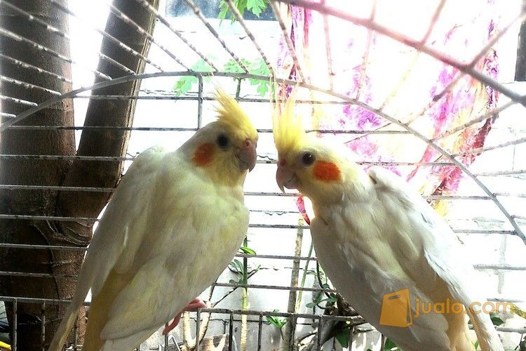 30+ Harga burung falk lutino mm terbaru