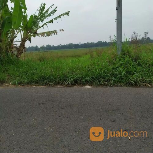 Tanah Sawah Murah di Balongbendo Sidoarjo