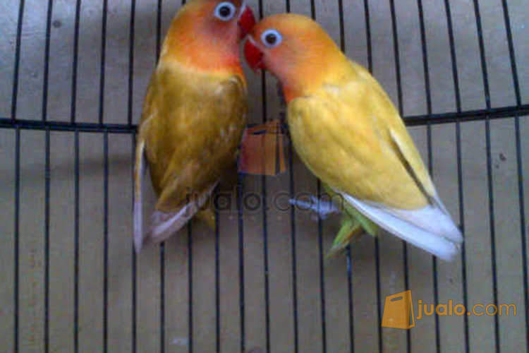 13+ Burung lovebird pastel olive terupdate