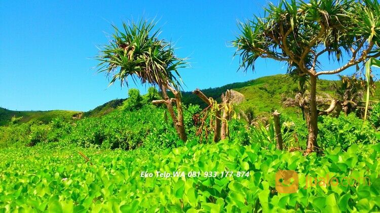 Tanah Tepi Pantai Pasir Putih di Pengantap Lombok