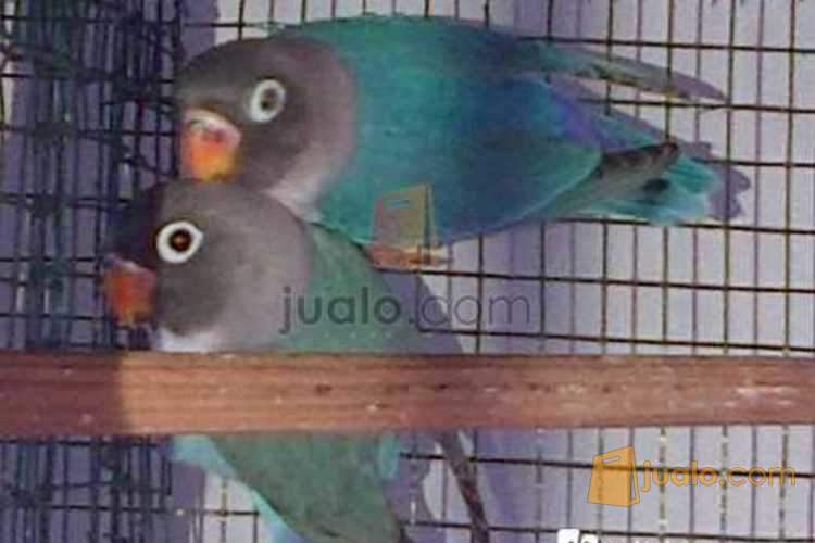 21++ Harga burung violet terbaru