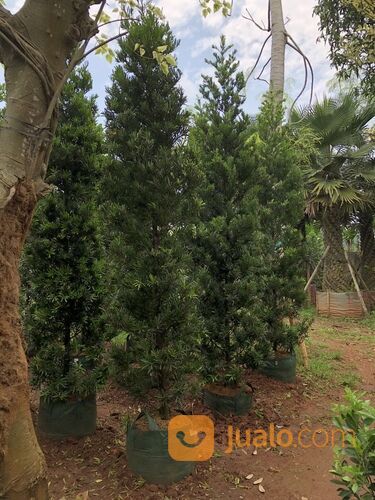 Pohon lohansung taiwan tinggi uk 2,80 - 3 Meter Sesuai foto diatas