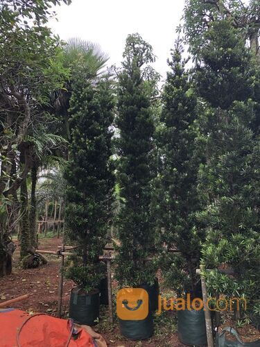Pohon lohansung taiwan tinggi uk 2,80 - 3 Meter Sesuai foto diatas