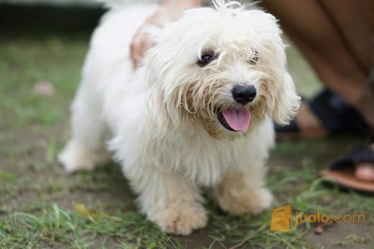 Anjing Campuran Maltese Poodle Surabaya Jualo