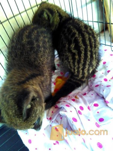 Musang Rase Jinak N Lincah Kab Badung Jualo