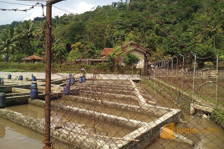  kolam  ikan  produktip siap  tanam Kab Subang Jualo