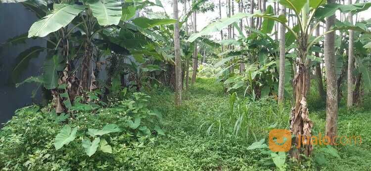 Tanah Murah Cocok Untuk Investasi Belakang Alfamart di Gedanganak