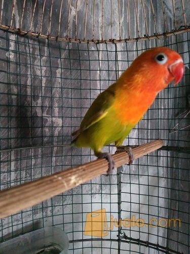 Lovebird Paud Palamas Di Kota Semarang Jawa Tengah Jualo Com