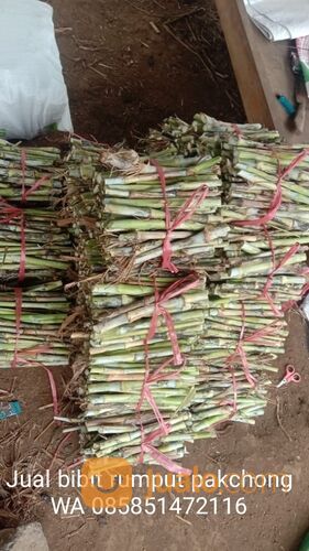 Bibit rumput pakchong Magetan untuk pakan ternak