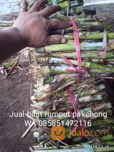 Bibit rumput pakchong Magetan untuk pakan ternak
