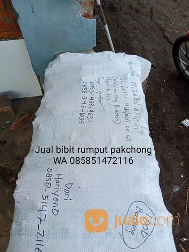 Bibit rumput pakchong Magetan untuk pakan ternak