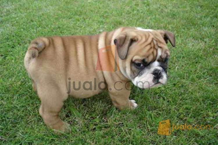 Anakan Anjing  Bulldog  Kab Cianjur Jualo