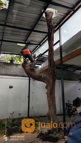 Jasa tebang pohon jakarta
