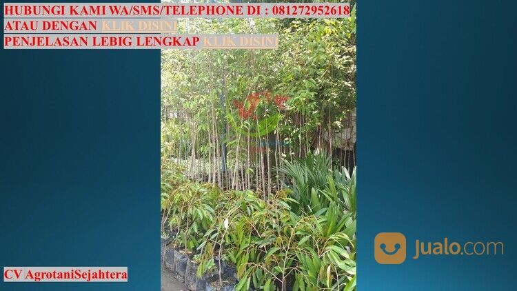 Bibit Pohon Gaharu Kota Denpasar Unggul 081272952618 Bergaransi