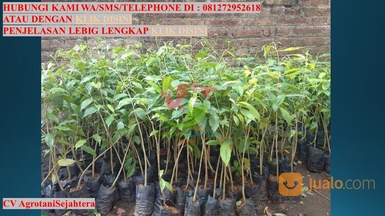 Bibit Pohon Gaharu Kota Denpasar Unggul 081272952618 Bergaransi
