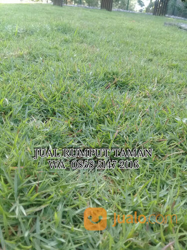 Harga Rumput Zoysia Jember Termurah Untuk Lapangan Stadion Sepakbola