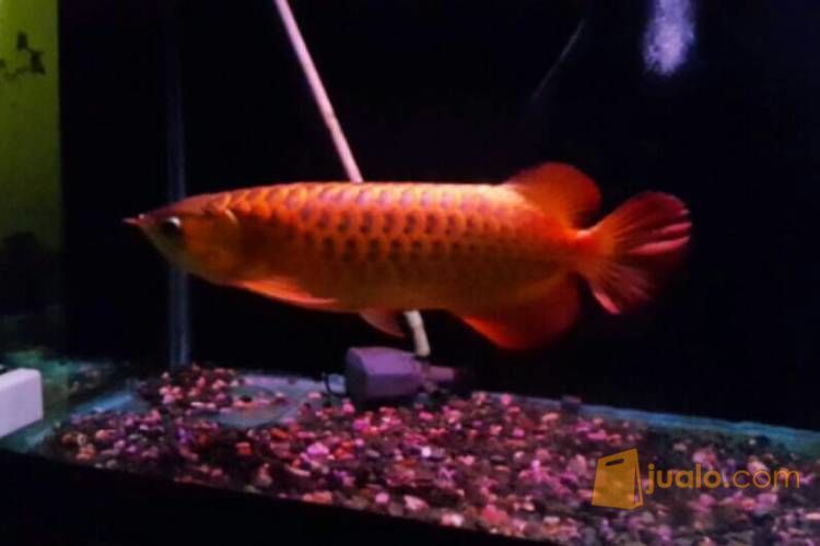 Ikan Arwana Super Red + Aquarium di Kota Depok, Jawa Barat | Jualo.com