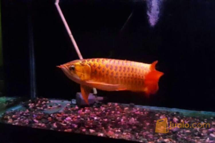 Ikan Arwana Super Red + Aquarium di Kota Depok, Jawa Barat | Jualo.com