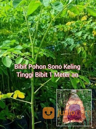 Bibit Pohon Sono Keling Tinggi 1 Meter an