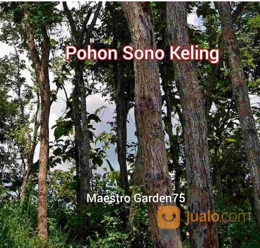 Bibit Pohon Sono Keling Tinggi 1 Meter an