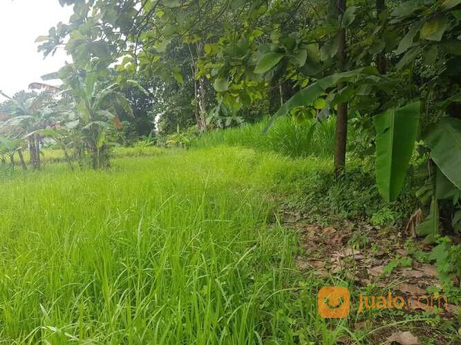 Tanah Murah Strategis Lokasi Tembok Luwung Adiwerna