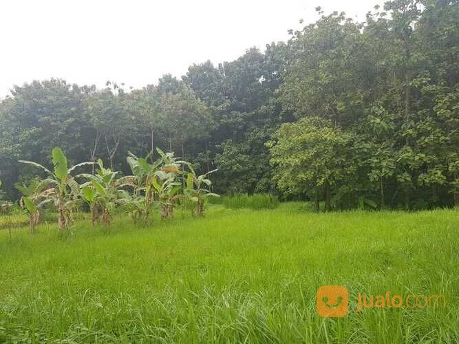 Tanah Sangat Strategis Lokasi Tembok Luwung Adiwerna Kab. Tegal