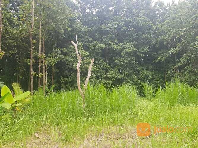 Tanah Sangat Strategis Lokasi Tembok Luwung Adiwerna Kab. Tegal