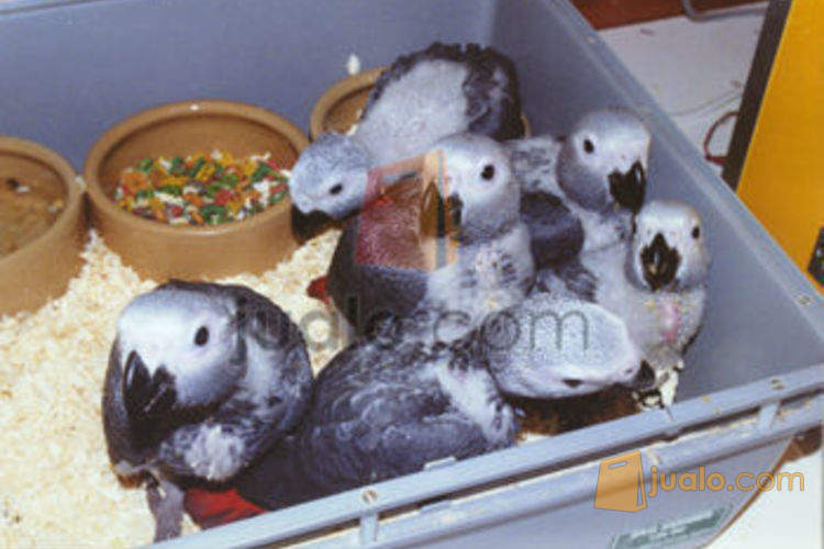 Khusus Pecinta Burung Paruh Bengkok Kami Tawarkan African Grey
