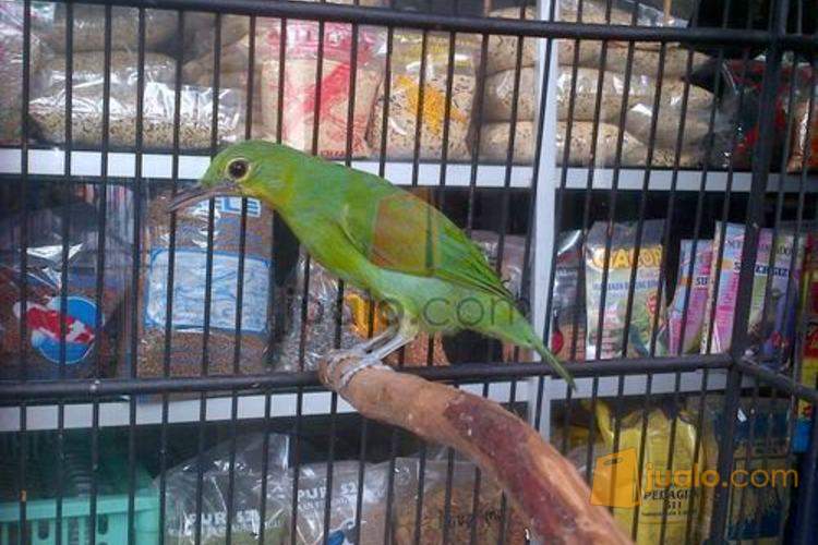 cucak ijo jatim murmer Kab Sidoarjo Jualo cucak ijo jatim murmer Kab Sidoarjo Jualo