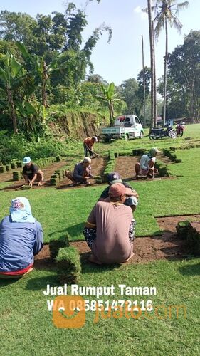 Rumput Zoysia Matrella Per Meter Bangil Siap Tanam