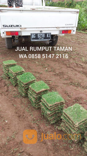 Rumput Zoysia Matrella Per Meter Bangil Siap Tanam