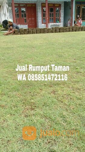 Rumput Zoysia Matrella Per Meter Bangil Siap Tanam