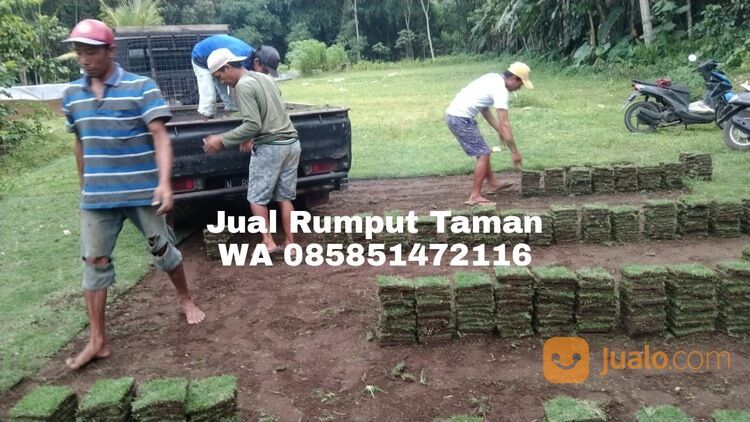 Harga Rumput Manila Sumenep Per Meter Kwalitas No1