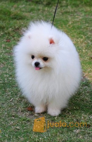 31+ Harga anjing mini pom 2020 new