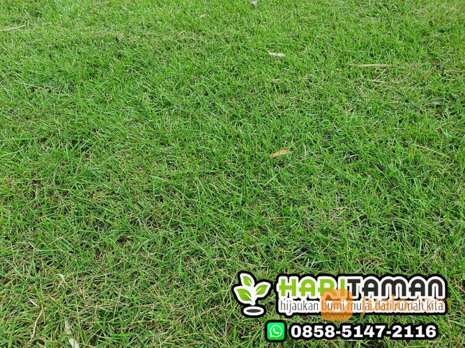 Harga Rumput Zoysia Tulungagung Per Meter