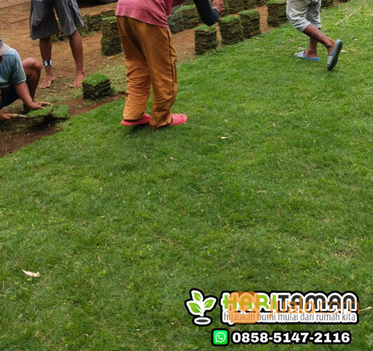 Harga Rumput Zoysia Tulungagung Per Meter
