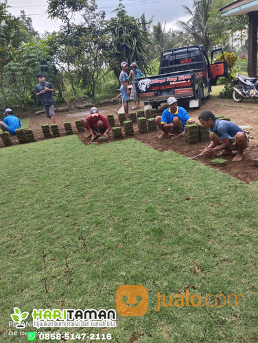 Beli Rumput Jepang Per M2 Batu