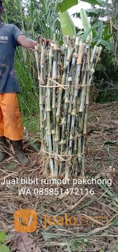 Harga Bibit Rumput Pakchong Kota Kediri Termurah