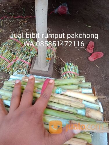 Harga Bibit Rumput Pakchong Kota Kediri Termurah