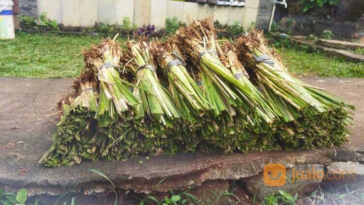 Rumput Vetiver Batangan Solusi Untuk Penahan Longsor