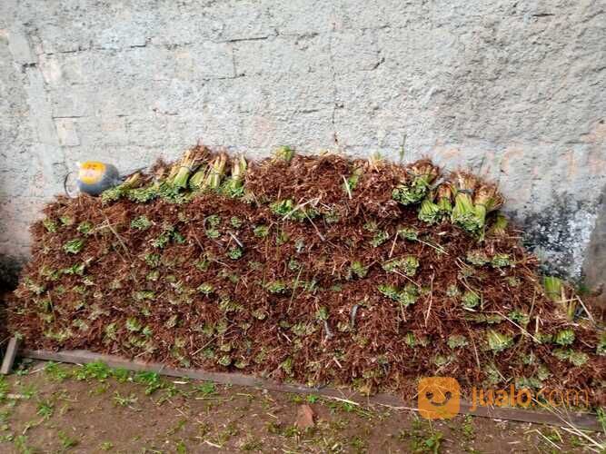 Rumput Vetiver Batangan Solusi Untuk Penahan Longsor