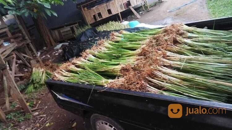 Rumput Vetiver Batangan Solusi Untuk Penahan Longsor