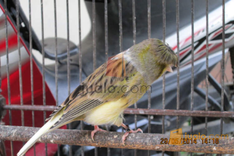 Kenari Import Jerman Gloster Corona Gacor No Tipu2 Simpang Jualo
