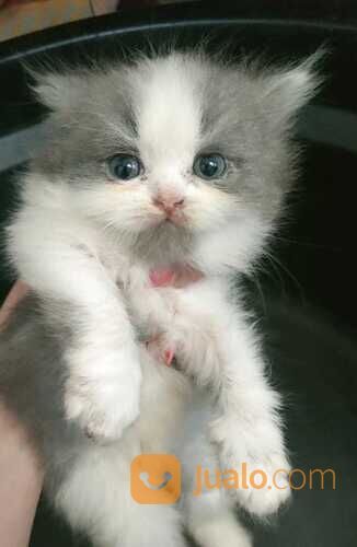 Kitten persia siap di adopt harga di bawah pasar..