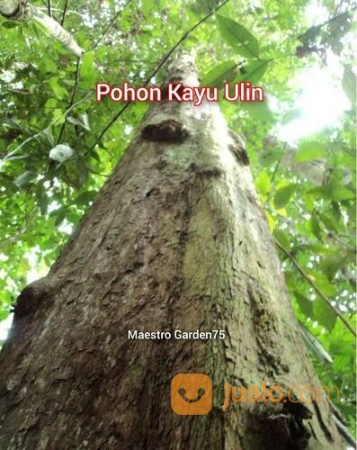 pohon kayu besi