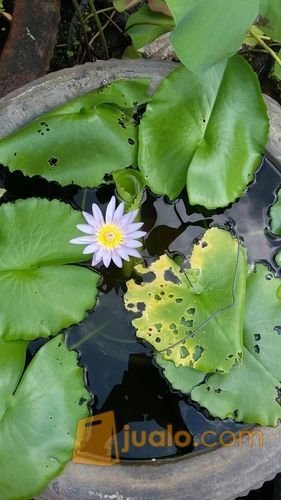 Jual Pohon Teratai Air Tangerang Jualo