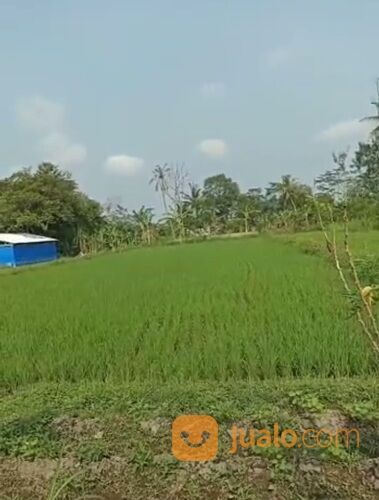 Tanah Sawah di Selatan SD Model Mangku Jalan Aspal, Jogja