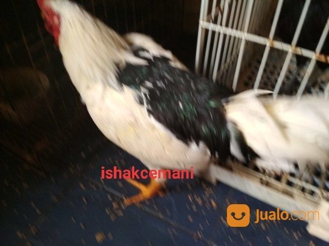 Ayam Tulak Jantan Dewasa Mantap Kwalitas Super Dijamin Aduhai