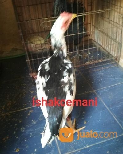 Ayam Tulak Jantan Remaja Mantap Murah Harganya